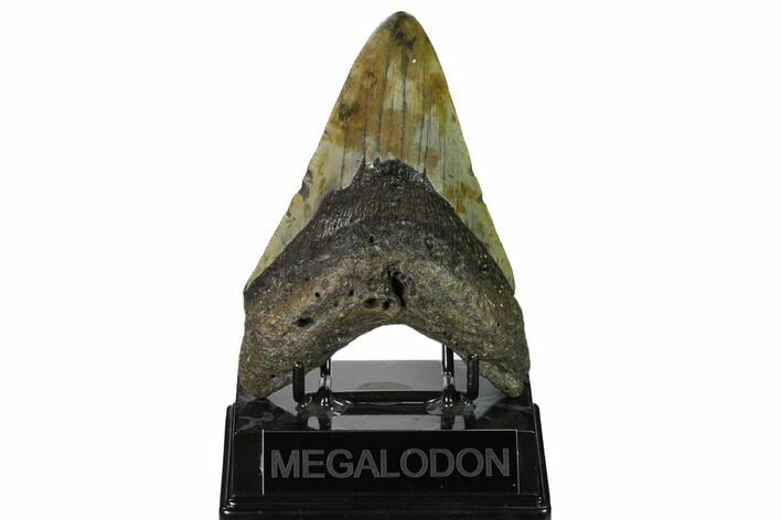 Fossil Megalodon Tooth - North Carolina #164827